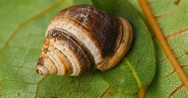 富联娱乐官方：用AI给化石算命！别笑 想法上了Nature