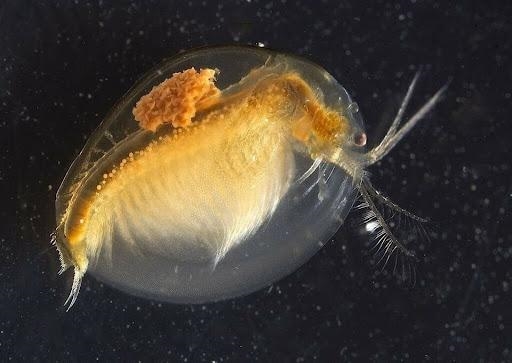 富联娱乐官方：用AI给化石算命！别笑 想法上了Nature